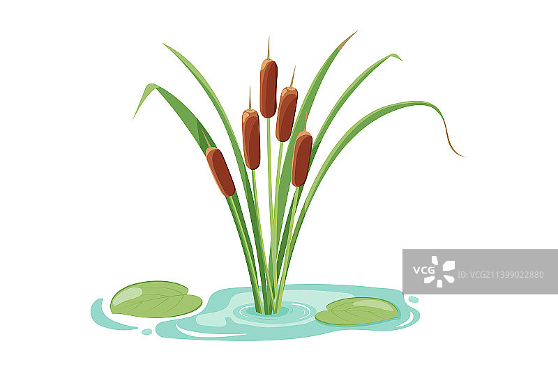 芦苇叶湖泊植被池塘图标图片素材