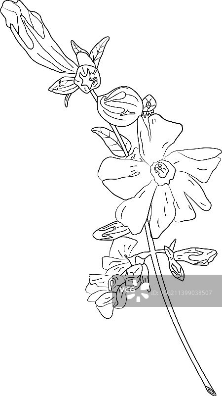 线条素描黑白花卉图片素材