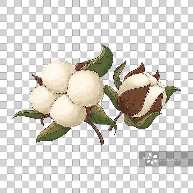 棉花国风线性插画免抠元素图片素材