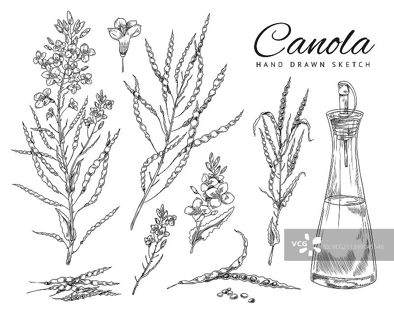 开花的油菜籽荚图片素材