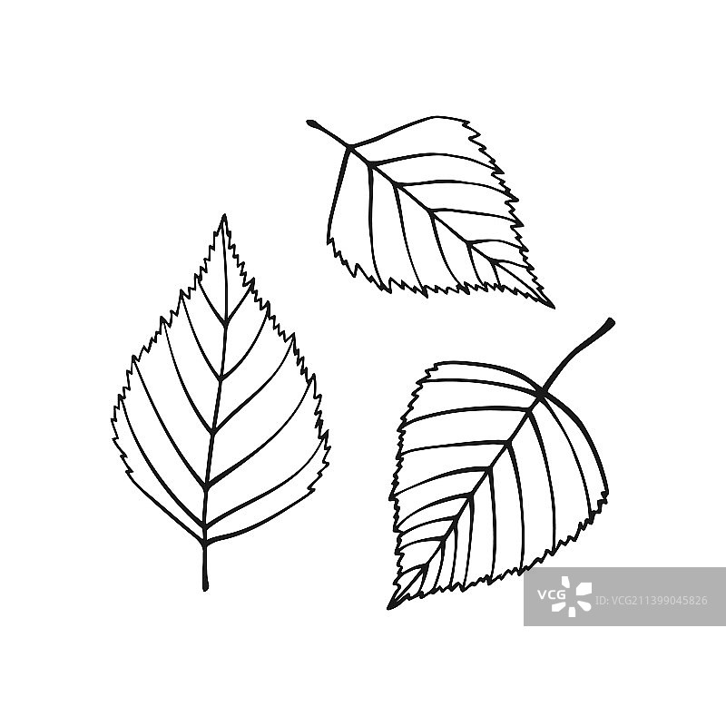 手绘白桦树叶轮廓线条艺术图片素材
