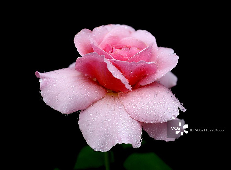 肯特公主-英国品种玫瑰（月季）图片素材