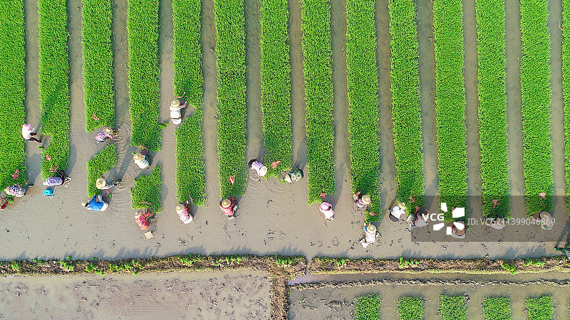 湛江，春耕春种图片素材