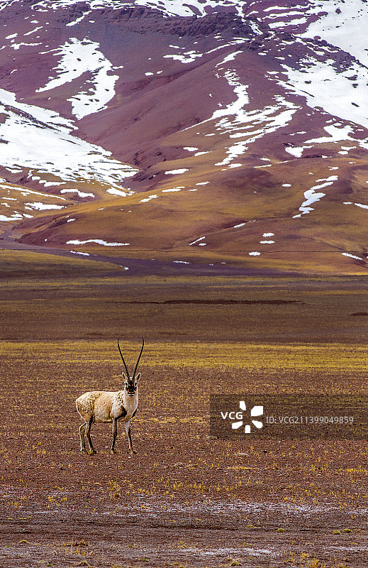 G219阿里狮泉河镇到日土县沿途风光图片素材