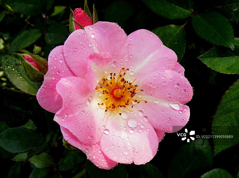 卖花女-英国品种玫瑰（月季）图片素材