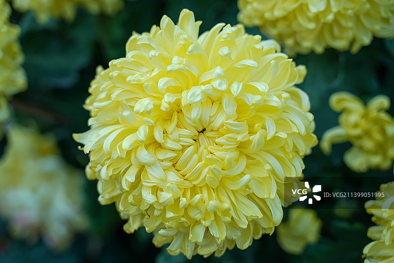 佛山梁园菊花展图片素材