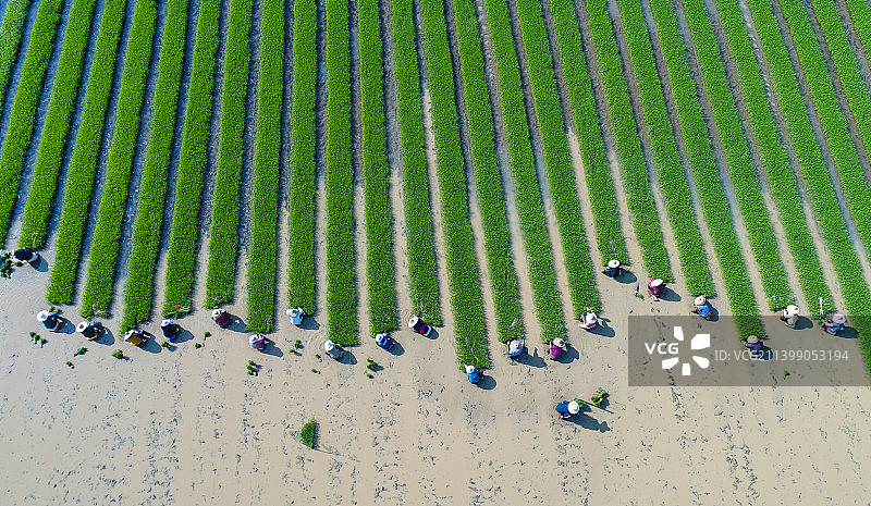广东湛江，春耕 ，春种，春天的乐章图片素材