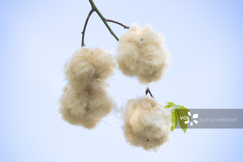 夏天树上绽开的异木棉花絮图片素材