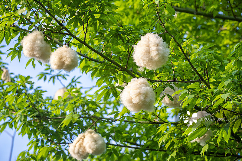 夏天树上绽开的异木棉花絮图片素材