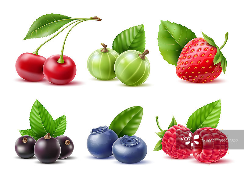 真实的浆果不同季节的浆果图片素材