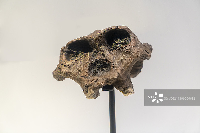 原始人类头骨化石图片素材