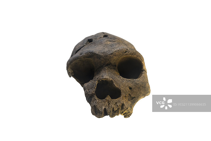 原始人类头骨化石图片素材