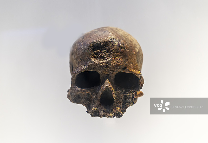 原始人类头骨化石图片素材