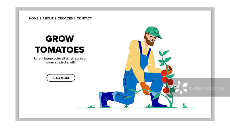 农田里种植的西红柿蔬菜图片素材