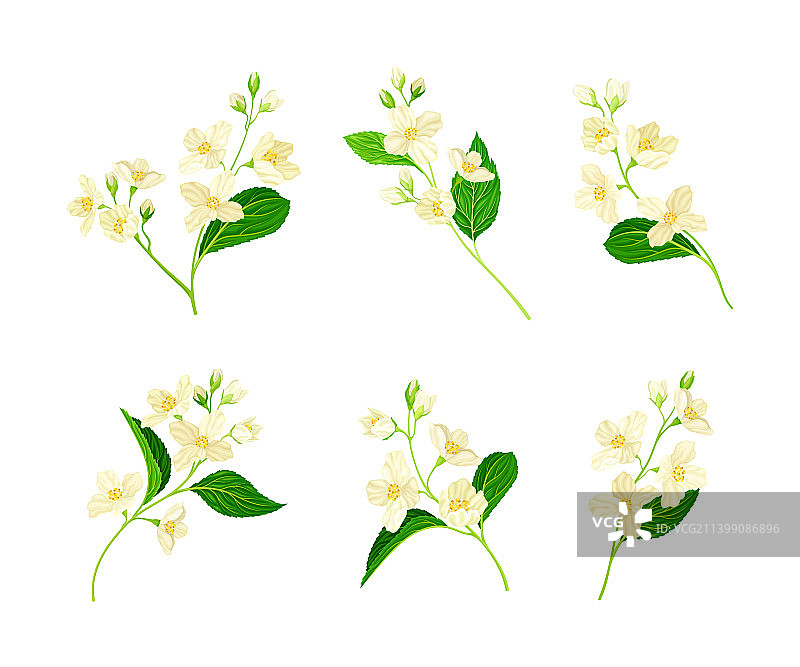 白色茉莉花枝图片素材