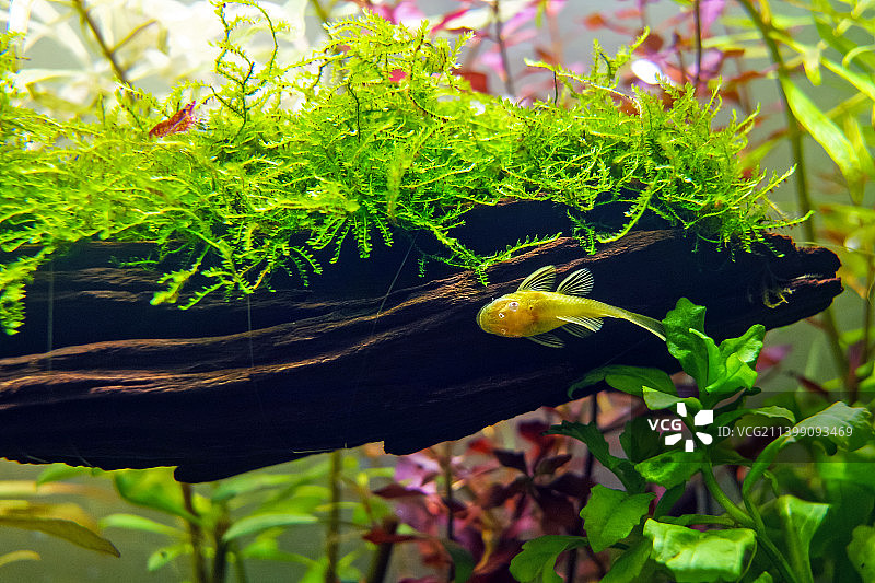 鱼缸水生动植物图片素材