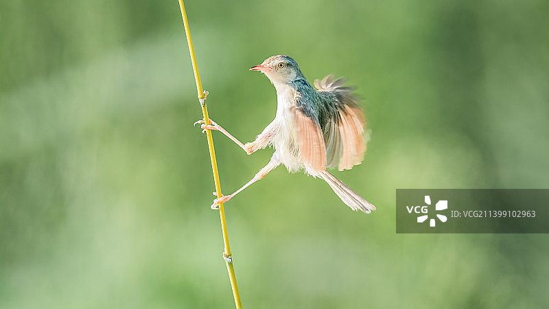 机灵的鵤莺图片素材