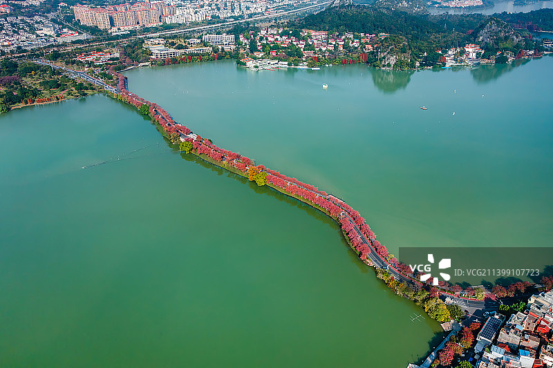 中国广东省肇庆市星湖紫金花图片素材