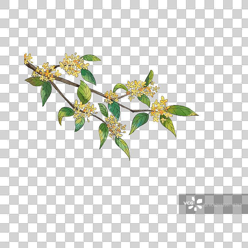 水彩桂花元素图片素材
