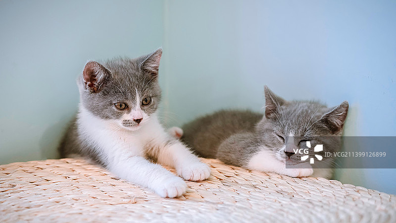 英短蓝猫图片素材