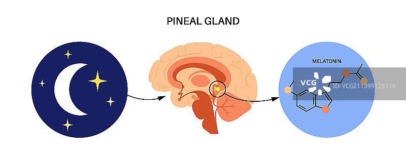 睡眠觉醒周期图片素材