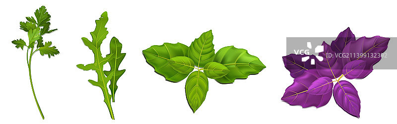 绿叶，欧芹或香菜，罗勒或西洋菜图片素材
