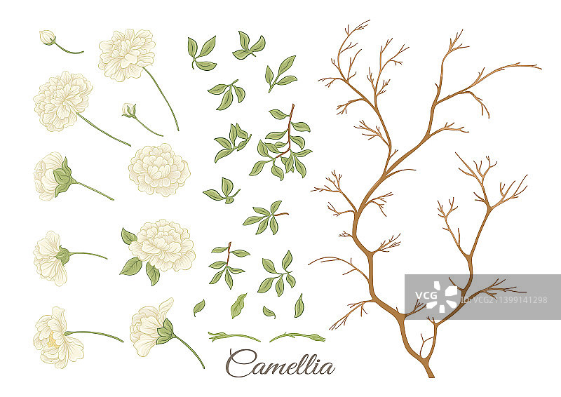 山茶花树开花元素剪贴画图片素材