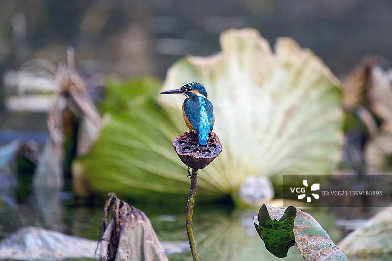 荷塘翠鸟图片素材