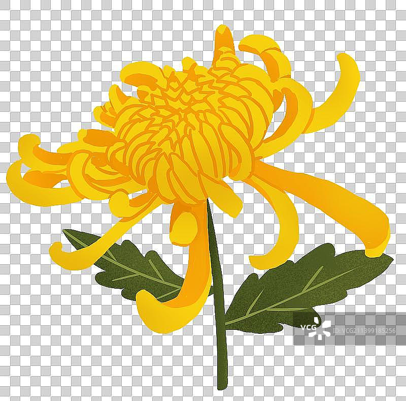 重阳节菊花图片素材