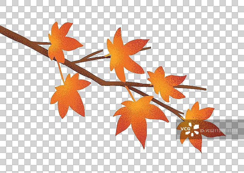 重阳节秋天一枝枫叶图片素材