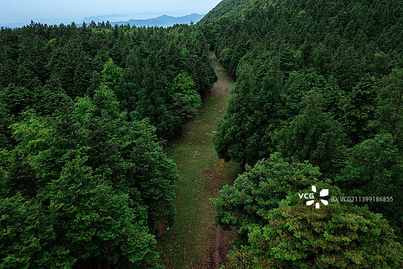 森林林中小道图片素材
