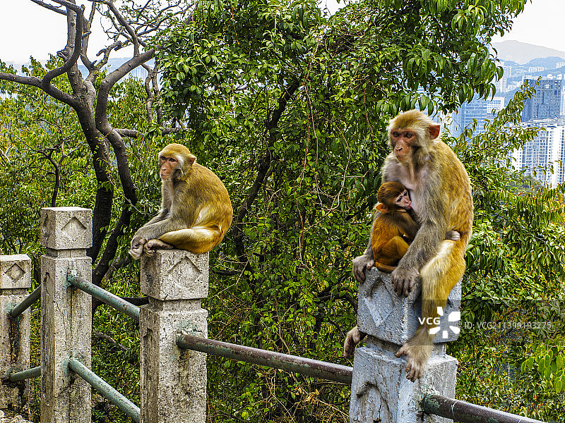 野生动物主题。黔灵山的猕猴，猕猴一家三口图片素材
