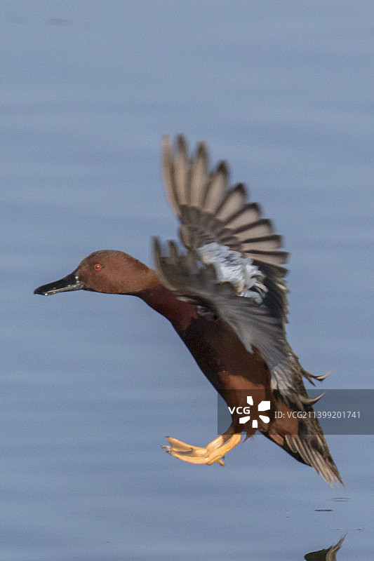 降落的雄性红鸭图片素材
