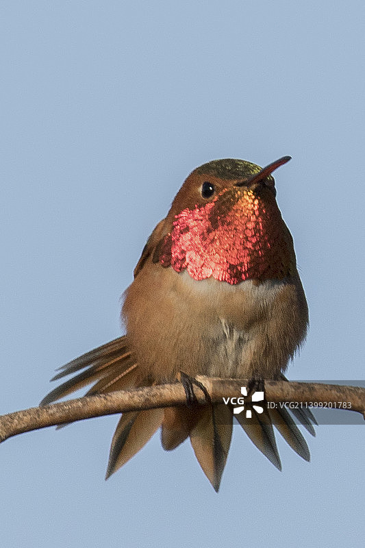 棕煌蜂鸟栖息图片素材
