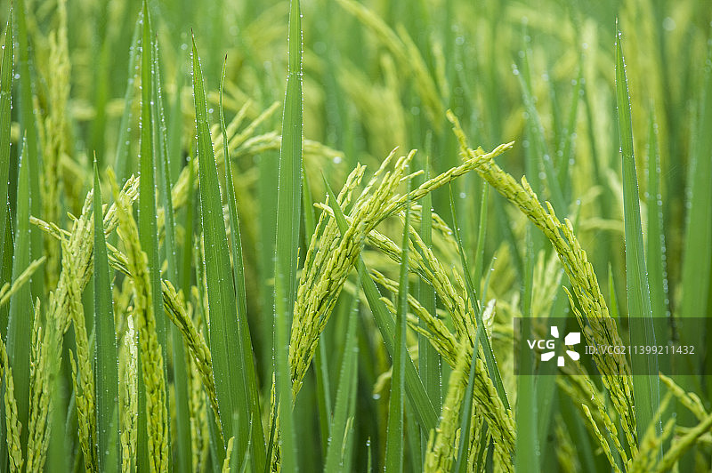 抽穗的水稻图片素材
