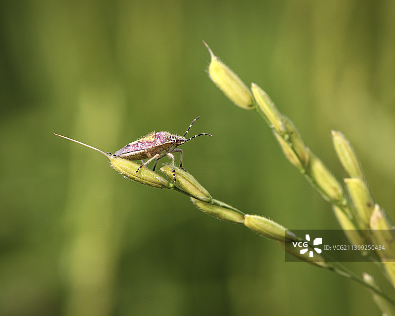 稻穗上的臭大姐图片素材