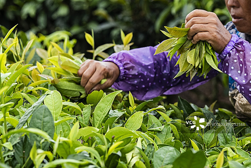 西双版纳万亩茶园图片素材