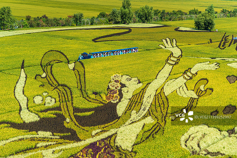 辽宁沈阳沈北新区稻梦空间景区的稻田与稻田画图片素材