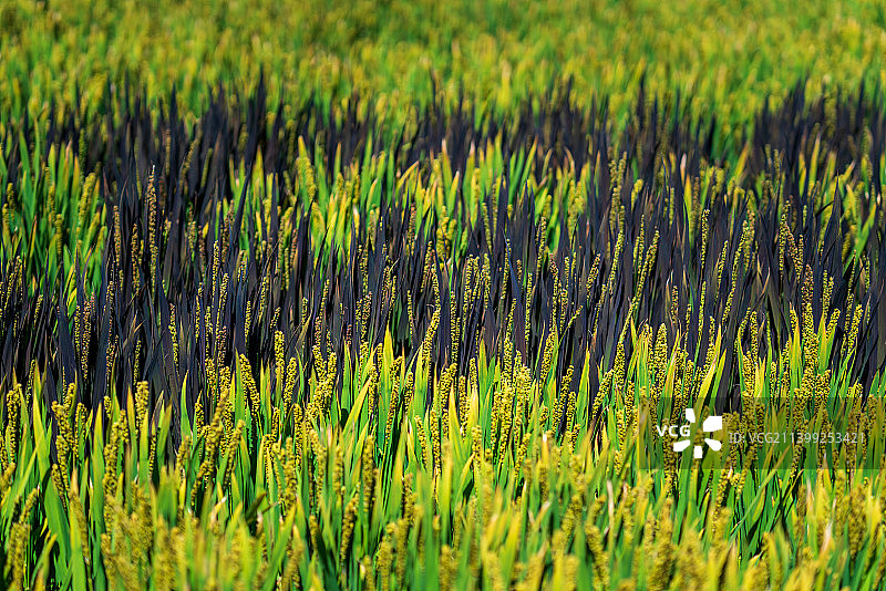 水稻稻田麦穗稻田画特写图片素材