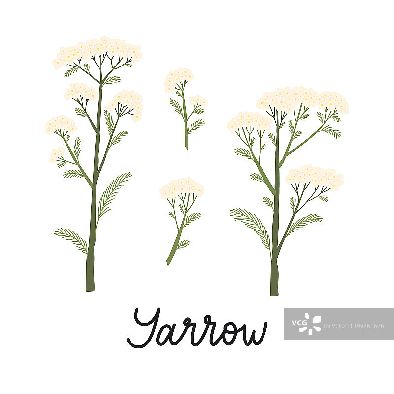 茶叶新品图片素材