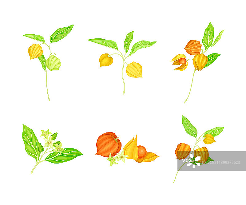 南非醉茄或印度人参多年生品种图片素材