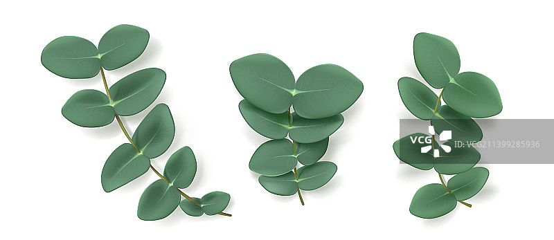 桉树叶与桉树枝：芳香草本植物图片素材