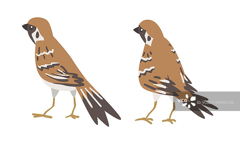 棕灰色小麻雀图片素材