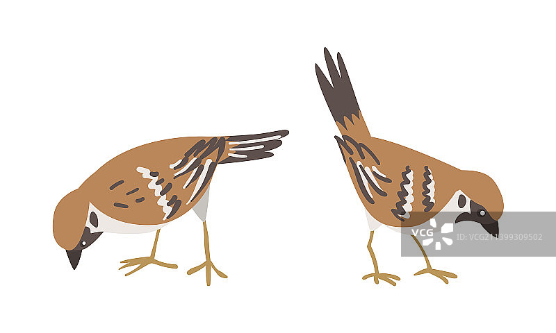 棕灰色小麻雀图片素材