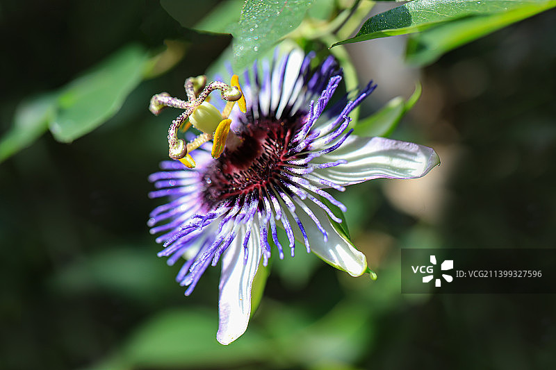 西番莲图片素材