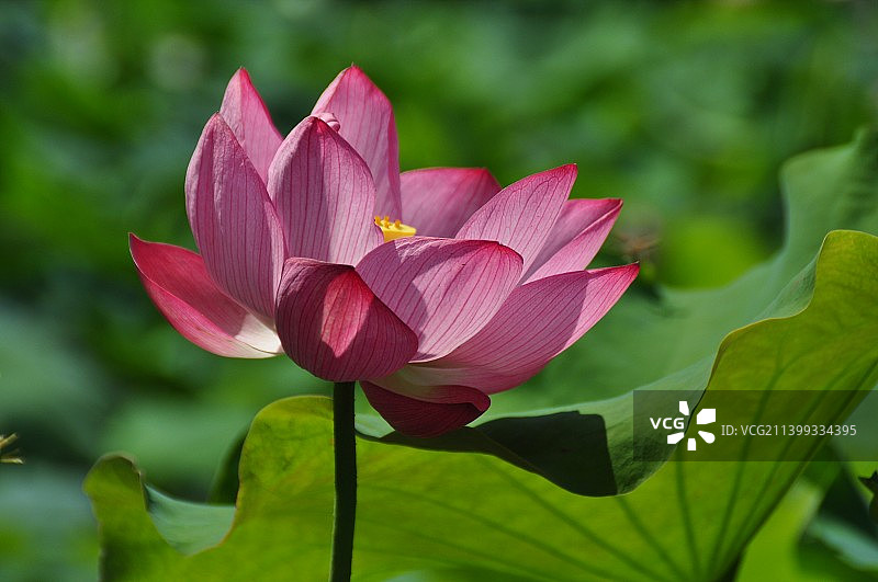 武汉植物园荷花园美景图片素材