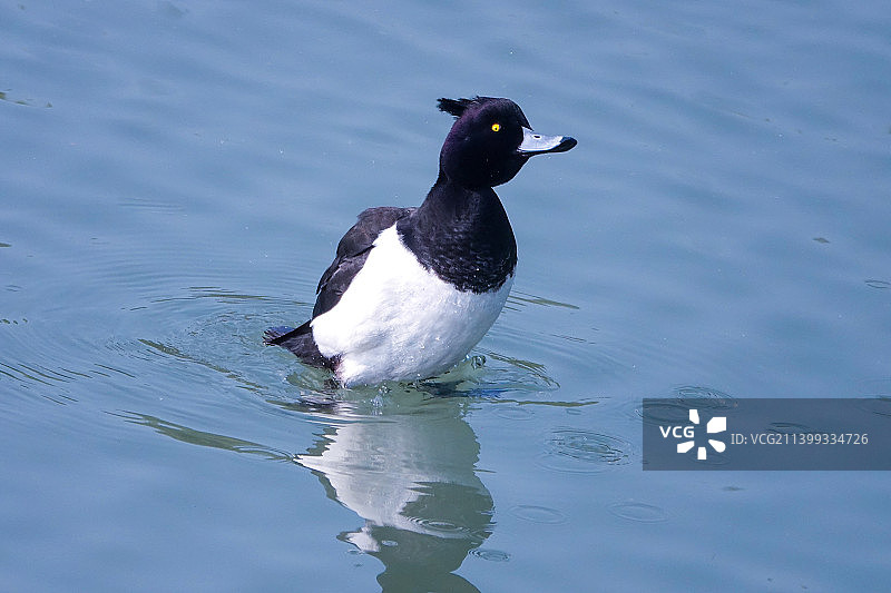 踩水的凤头潜鸭图片素材