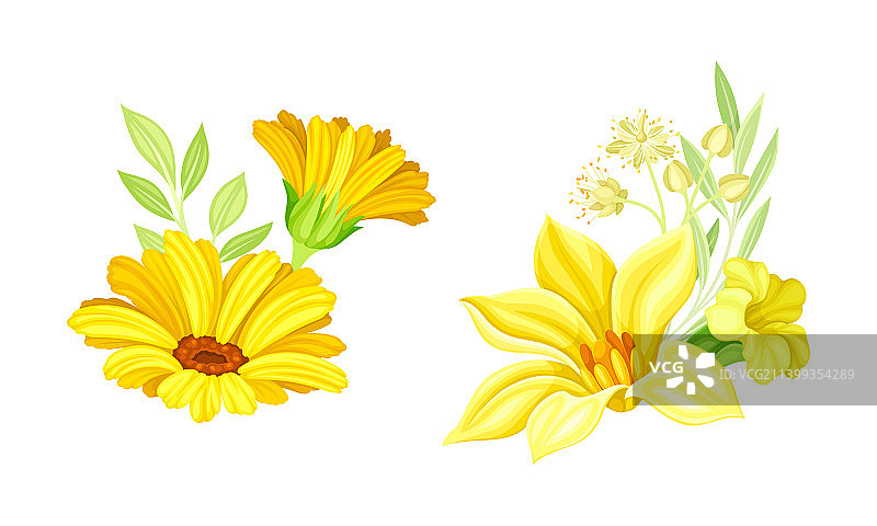 盛开的精致黄色野花图片素材