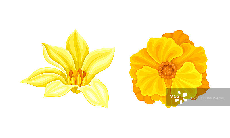 盛开的黄色野花图片素材