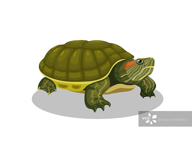 巴西龟两栖动物卡通图片素材